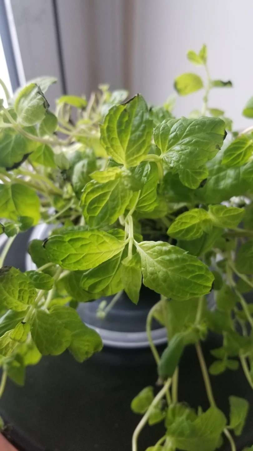 Mint Plant in Pot-(need to go asap ) - photo 3