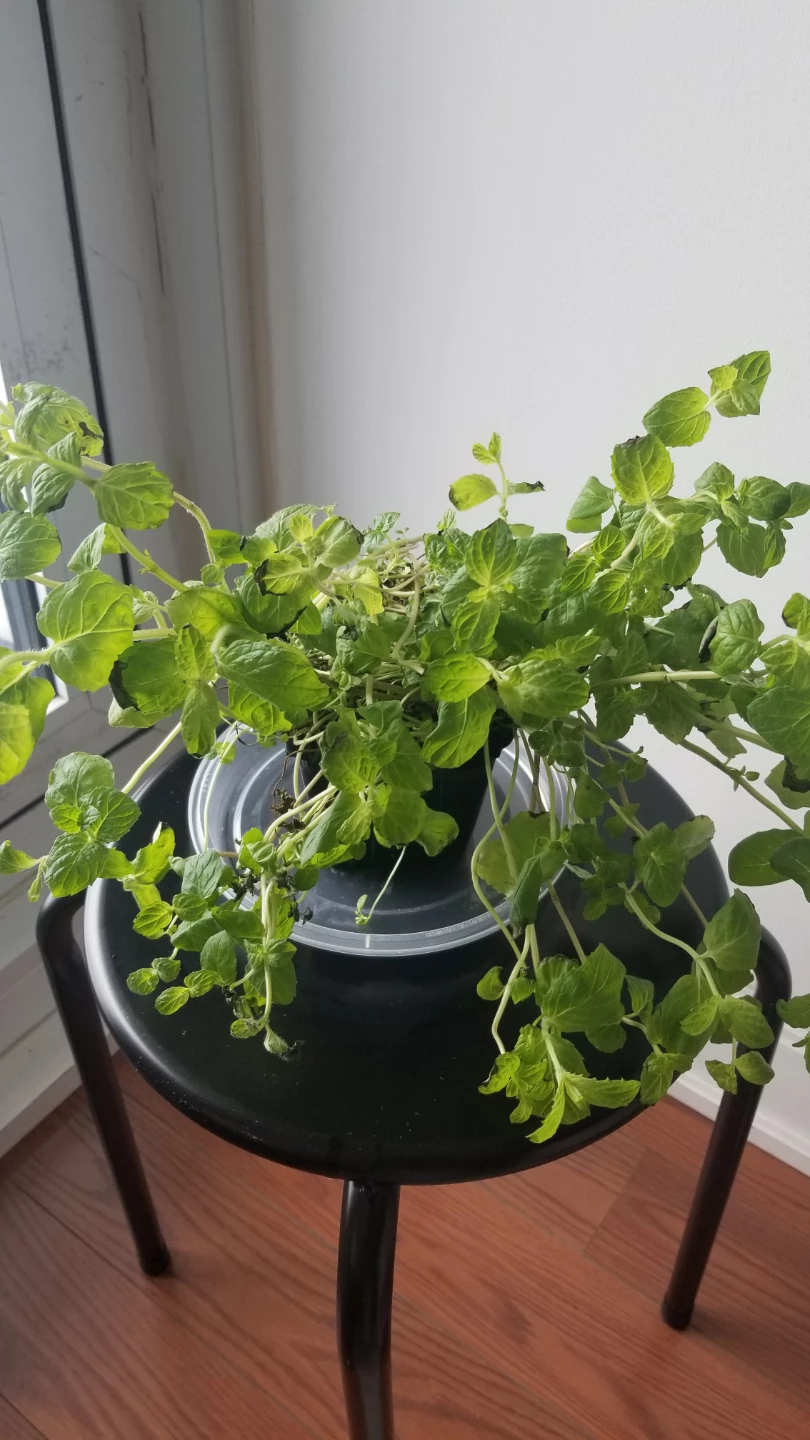 Mint Plant in Pot-(need to go asap ) - photo 4