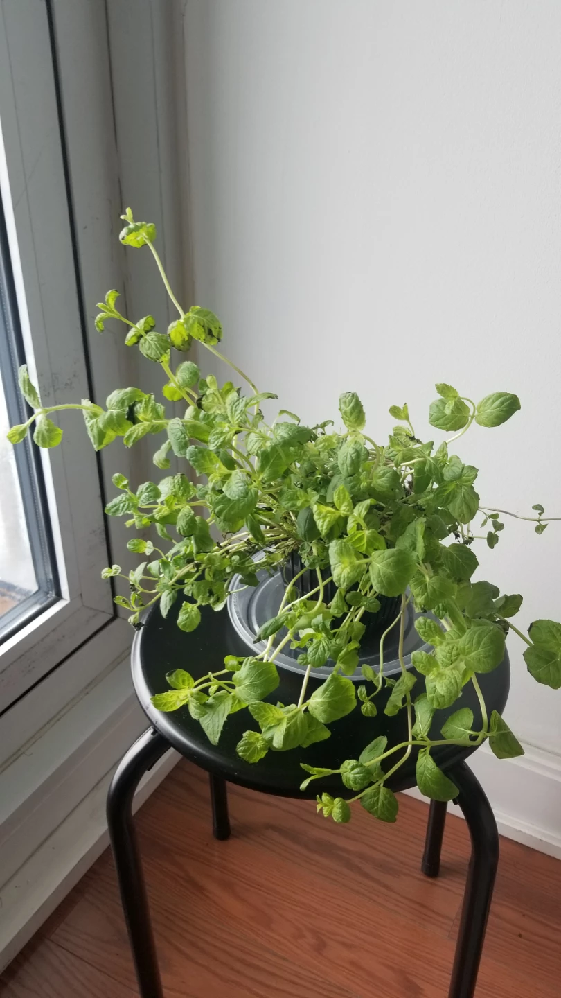 Mint Plant in Pot-(need to go asap ) - photo 5