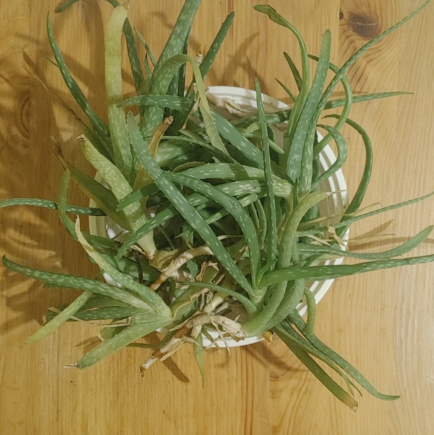 Aloe Vera Plant Cuttings
