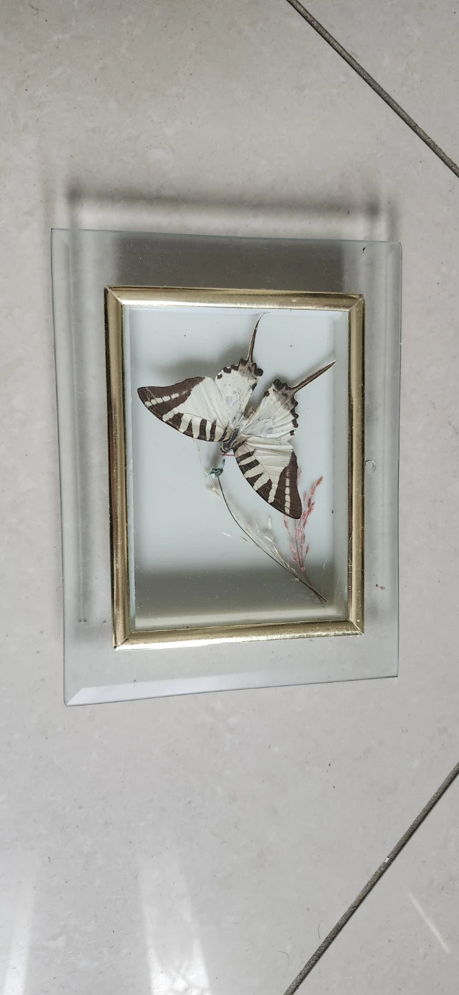 Framed Butterfly Specimen 5.5x7 in.