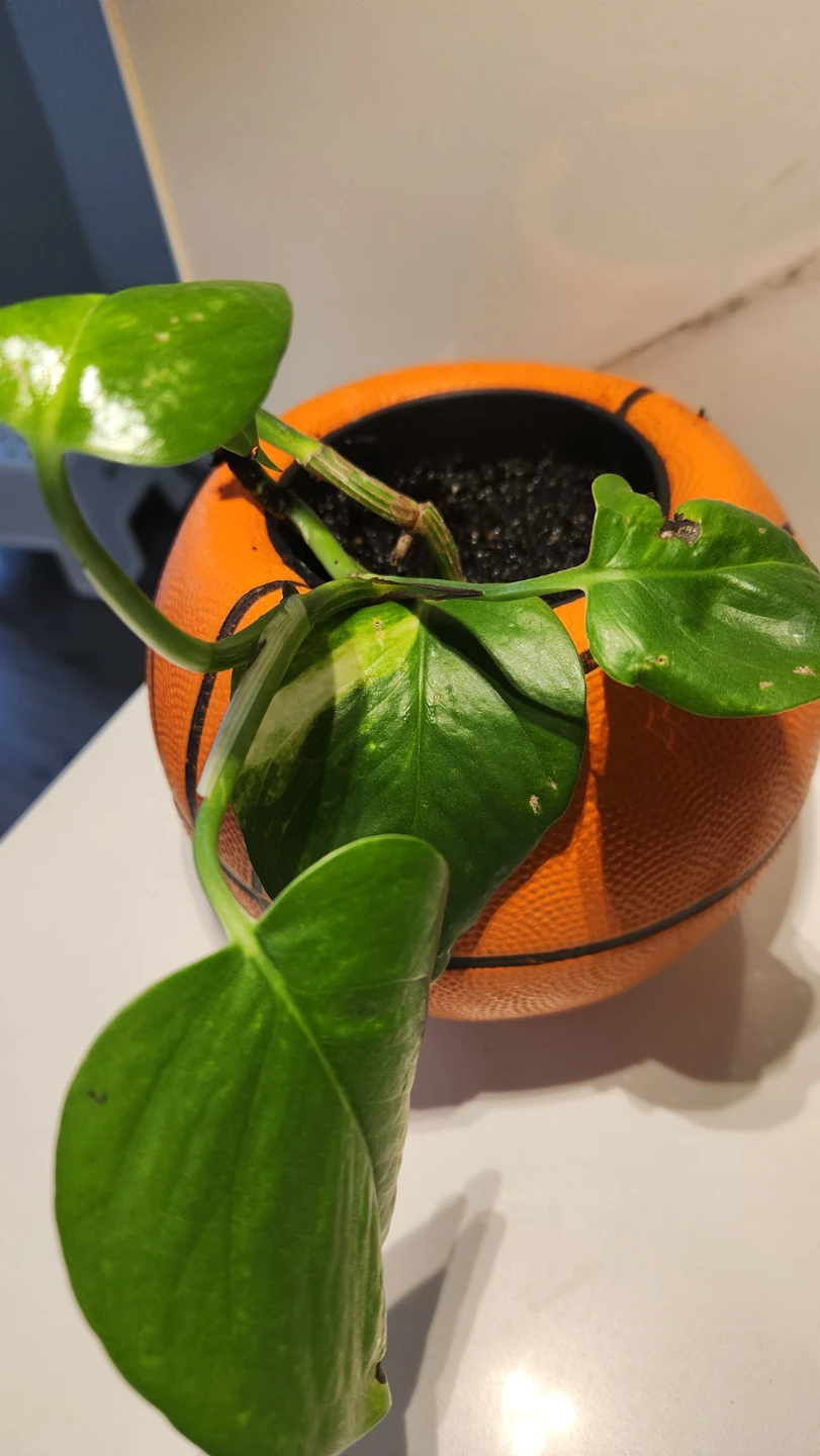Upcycled basketball planter and pothos plant - photo 2
