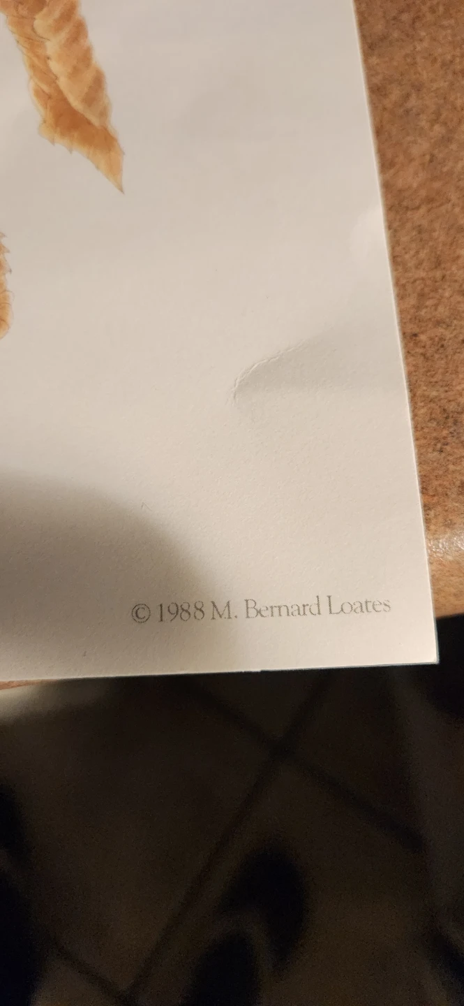 Copy print of bird 🐦 🐦‍⬛ 🥕