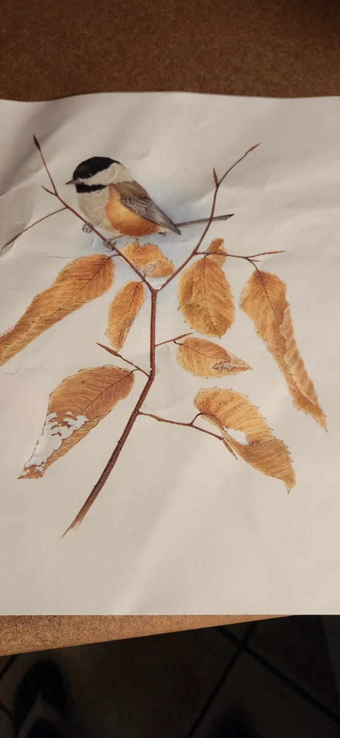 Copy print of bird 🐦 🐦‍⬛ 🥕 - photo 2