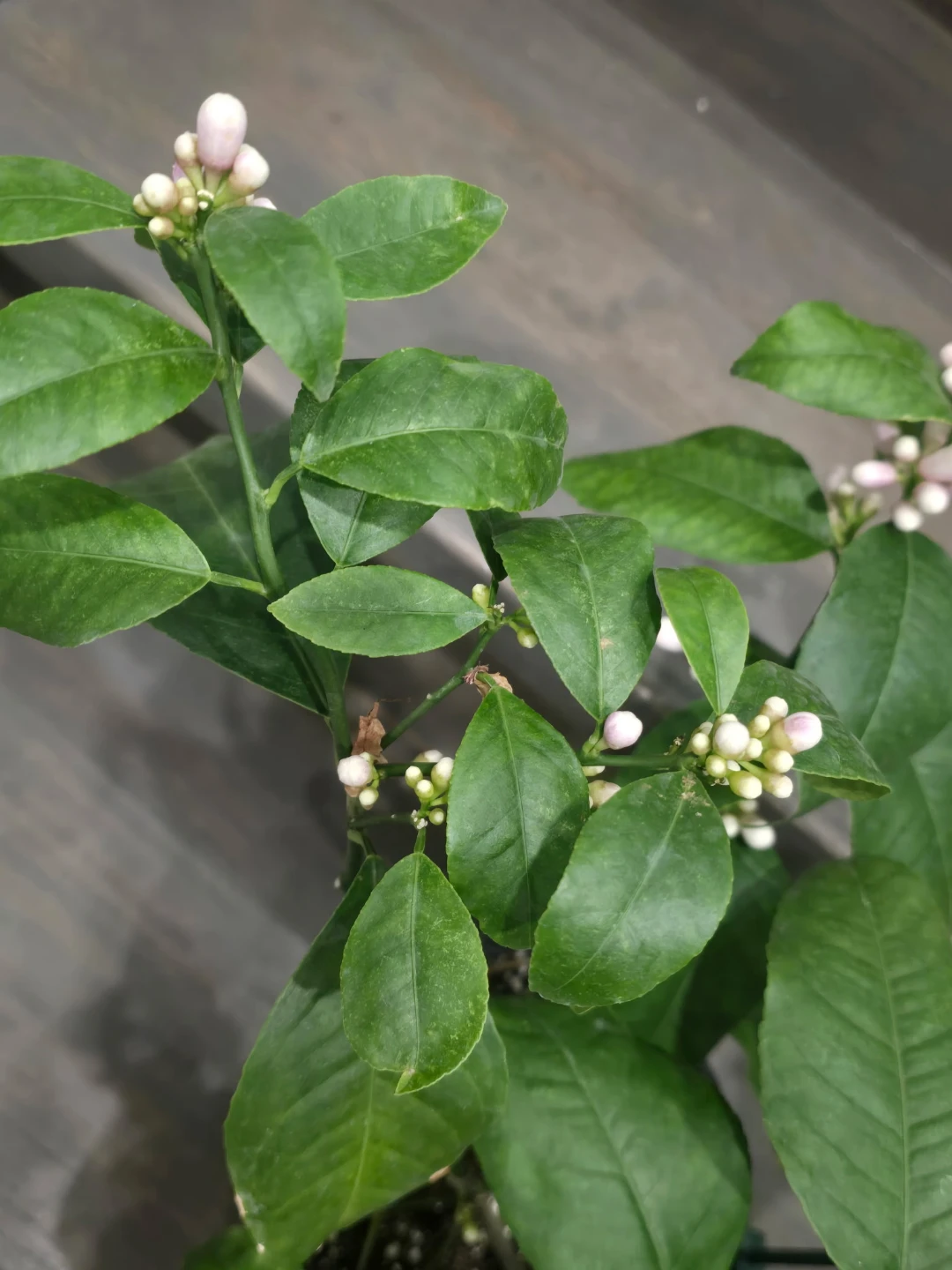 Improveemd meyer lemo Tree in 1gallon pot - photo 2