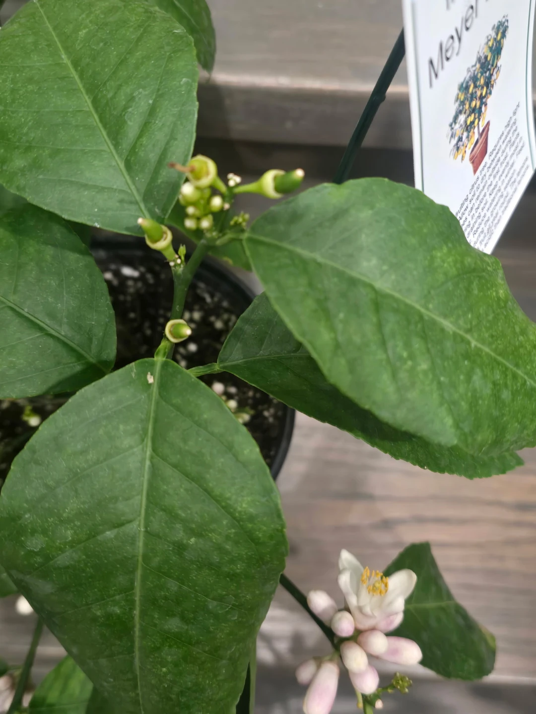 Improveemd meyer lemo Tree in 1gallon pot - photo 3