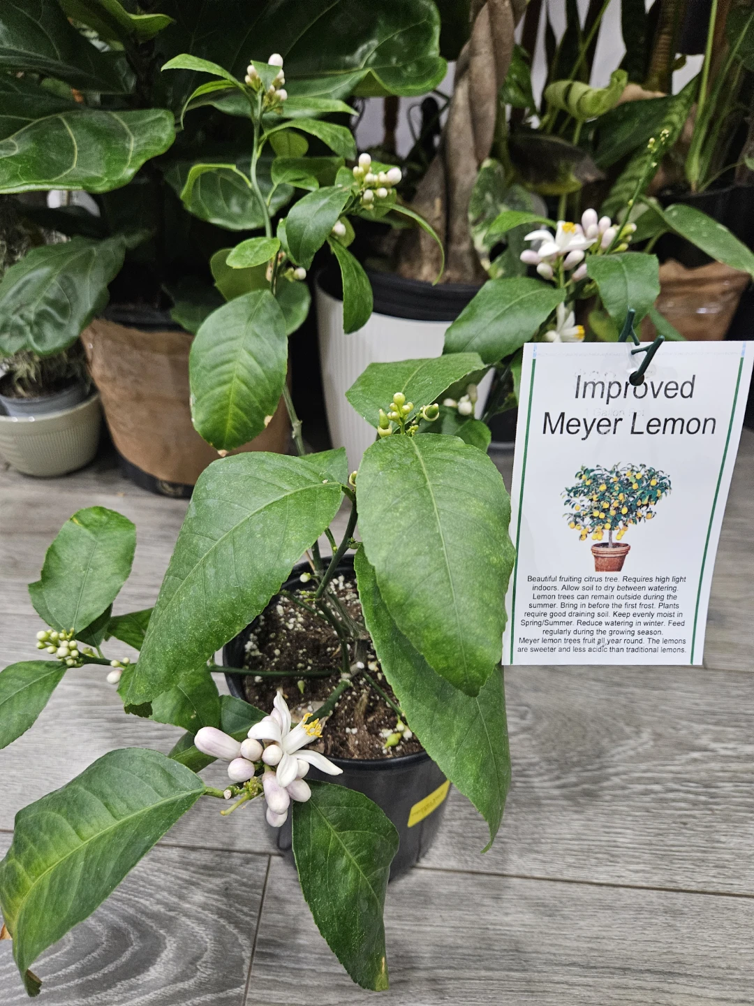 Improveemd meyer lemo Tree in 1gallon pot - photo 5