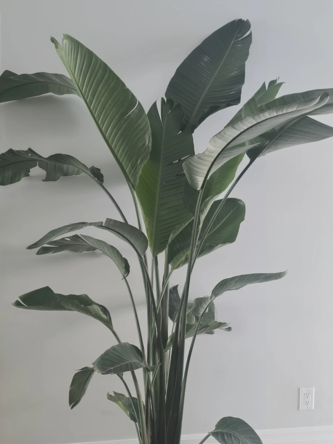 Bird of Paradise Plant - photo 3