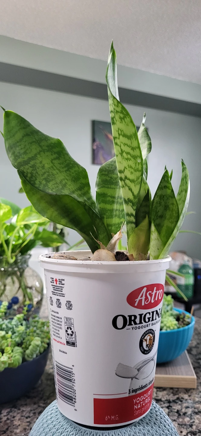 Snake plant in a yogourt pot