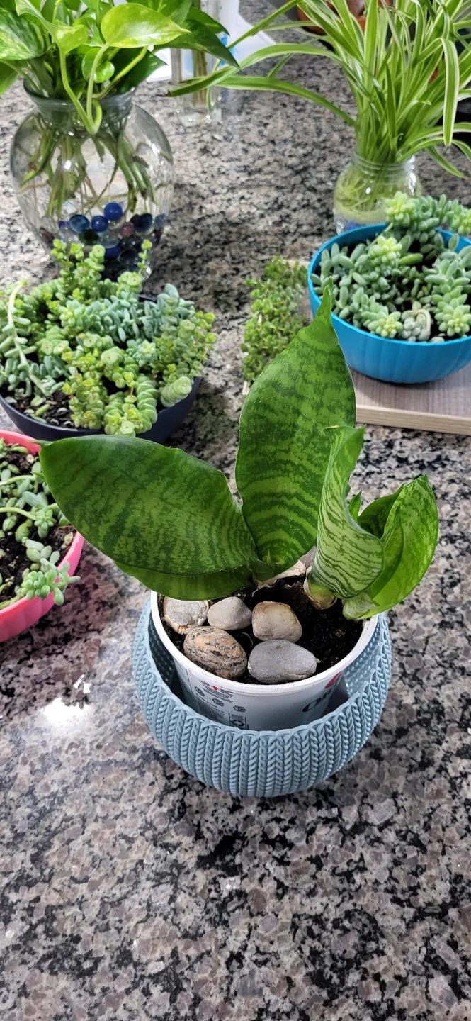 Snake plant in a yogourt pot - photo 2