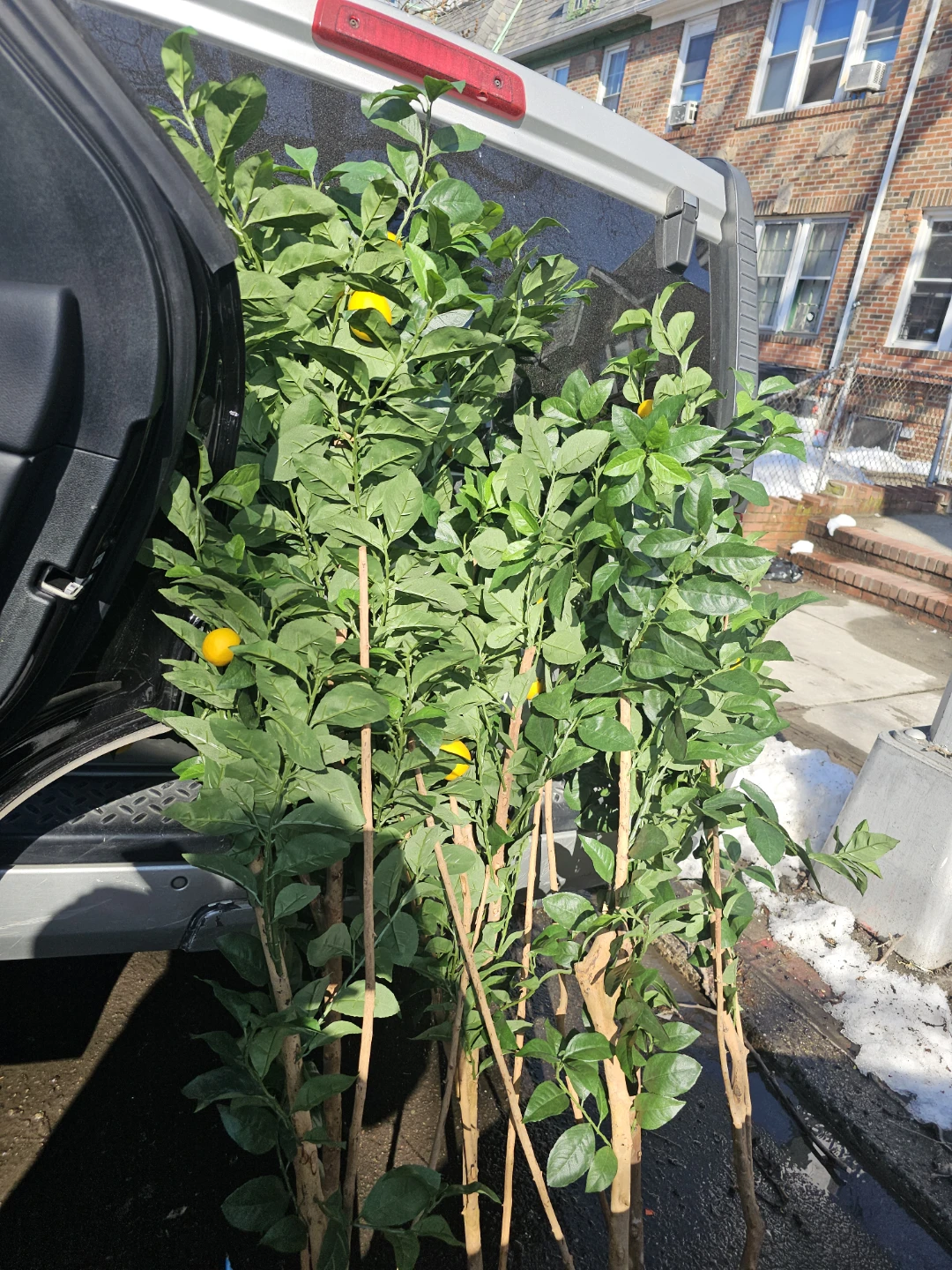 🥕FREE Lemon Trees BRANCHES with Lemons