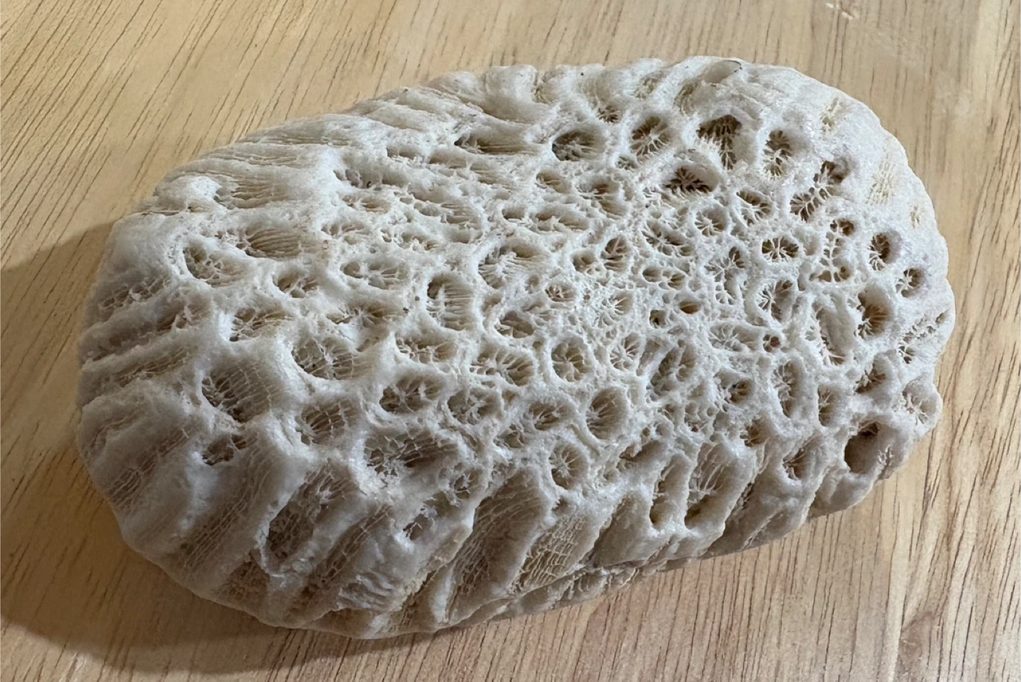 Natural Brain Coral Specimen - photo 4