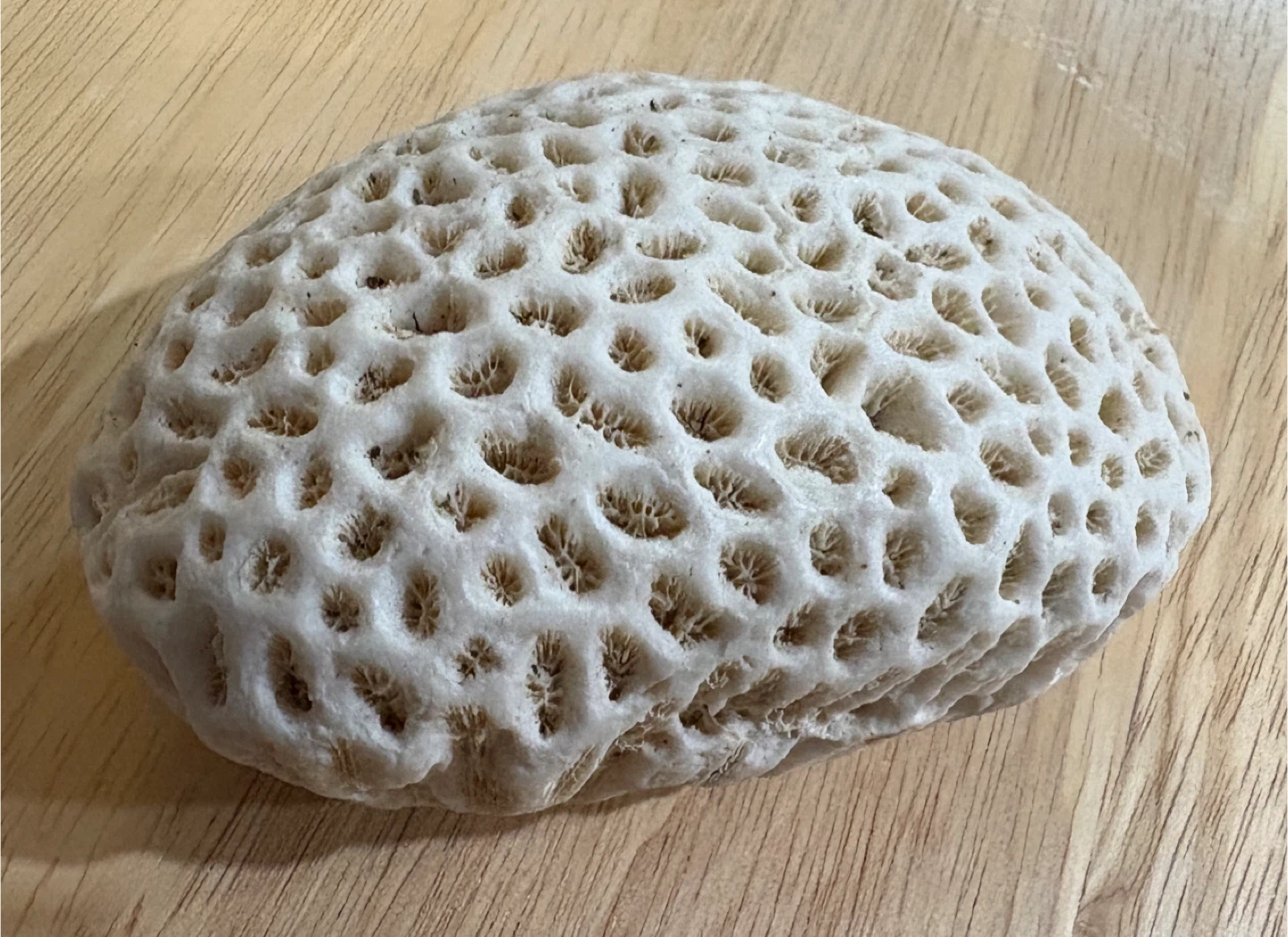 Natural Brain Coral Specimen