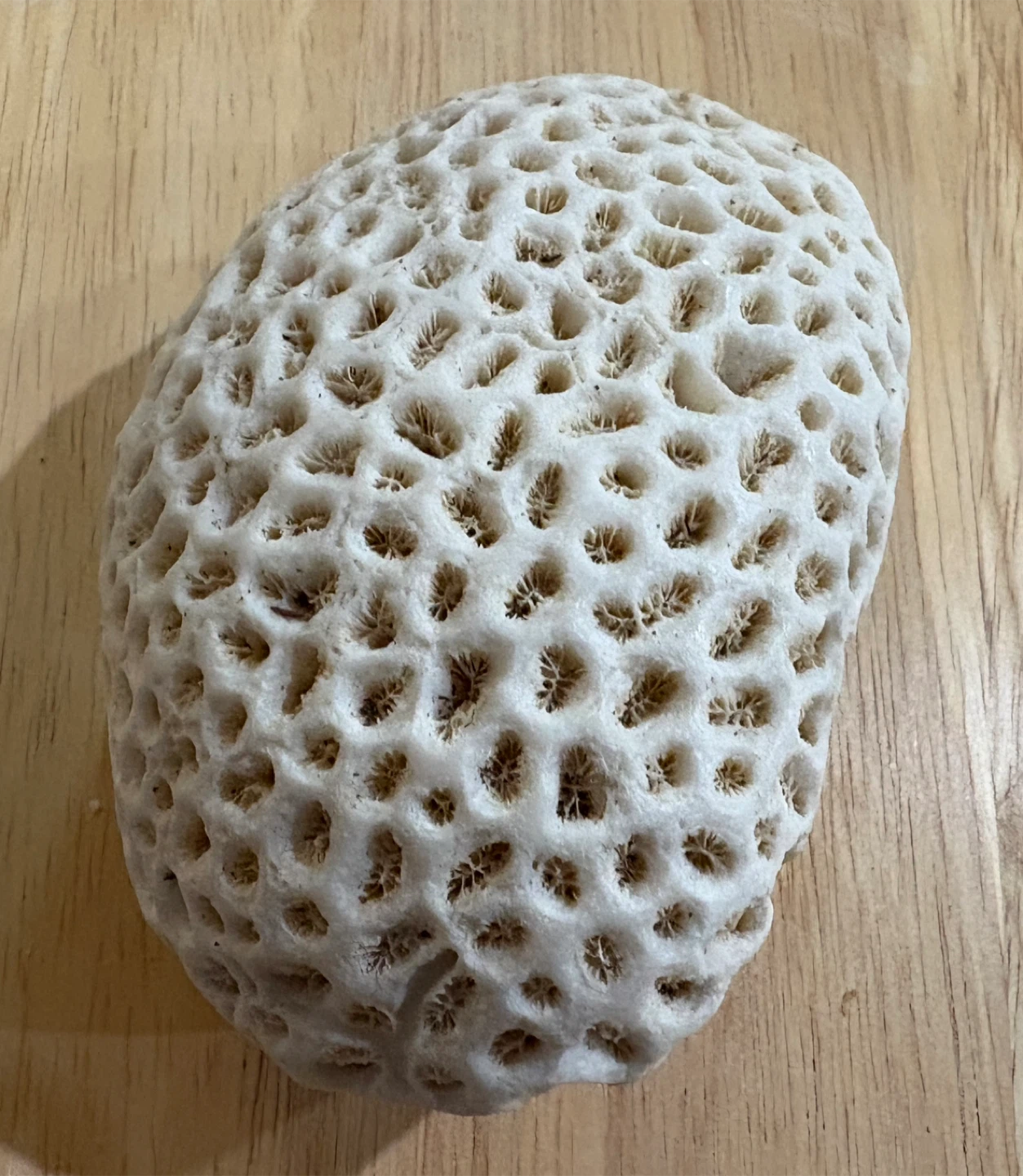 Natural Brain Coral Specimen - photo 3