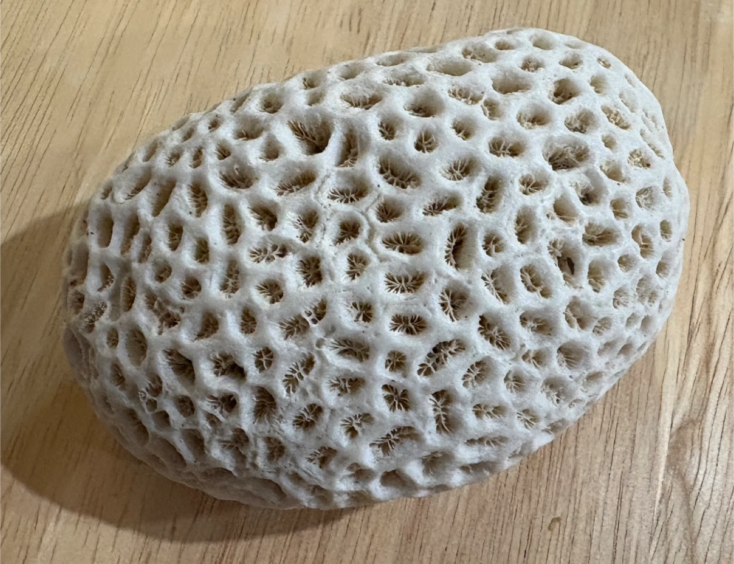 Natural Brain Coral Specimen - photo 2