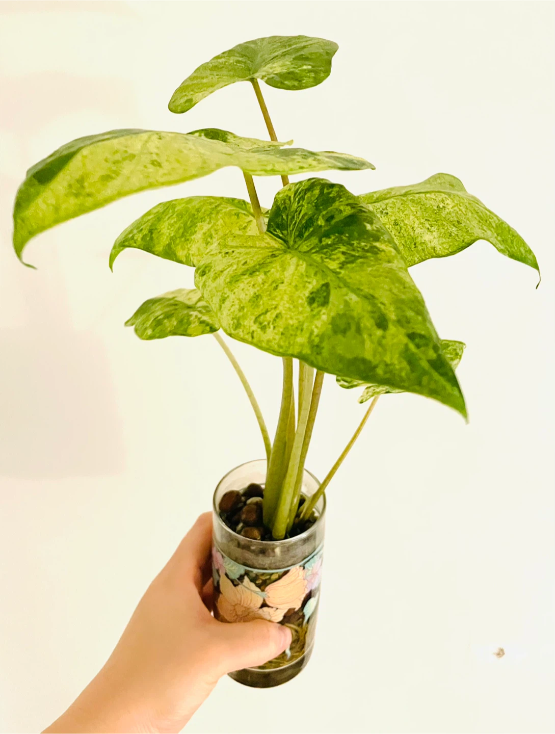 Alocasia Odora Variegata (Okinawa Silver) - Established LECA - photo 2