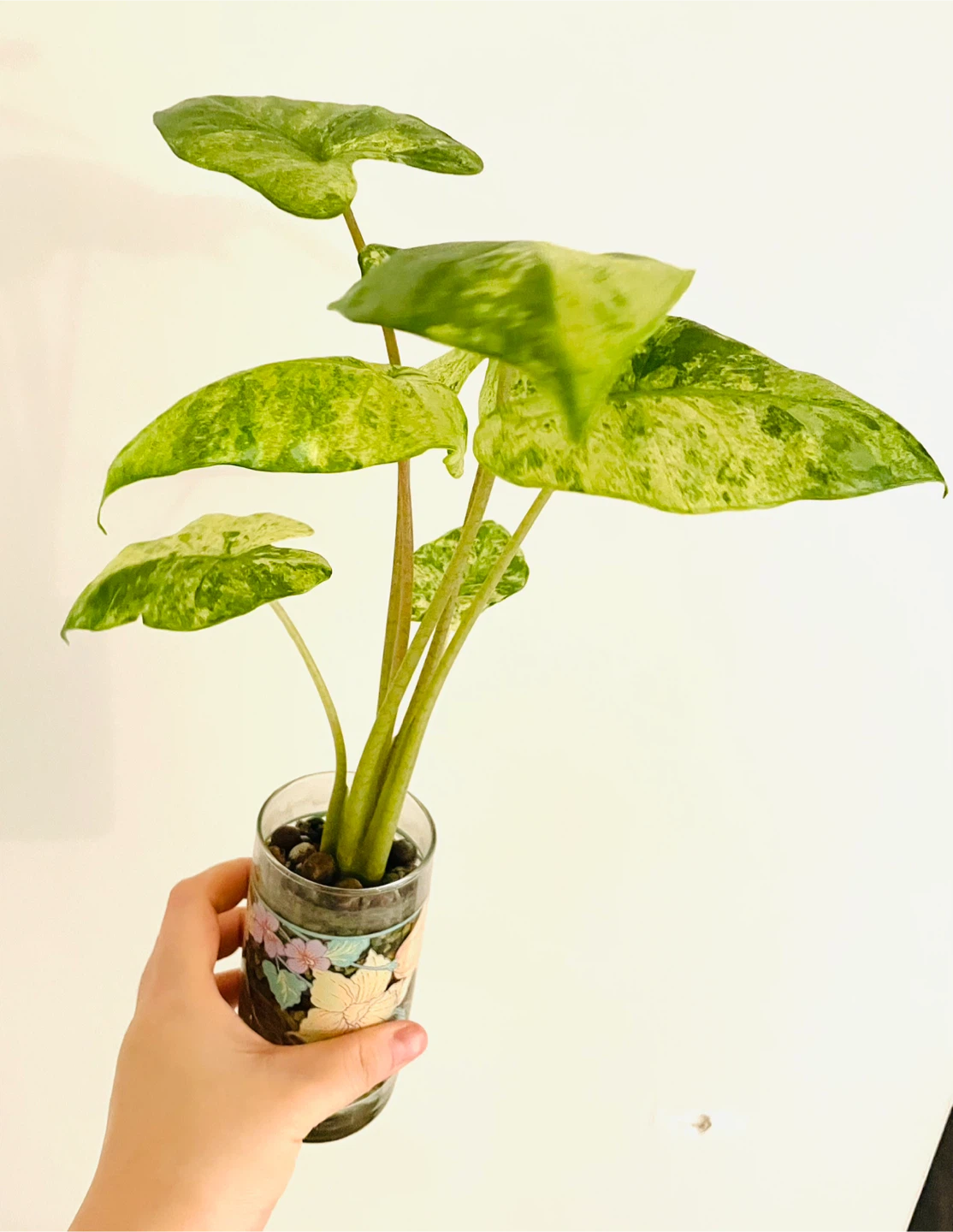 Alocasia Odora Variegata (Okinawa Silver) - Established LECA - photo 3