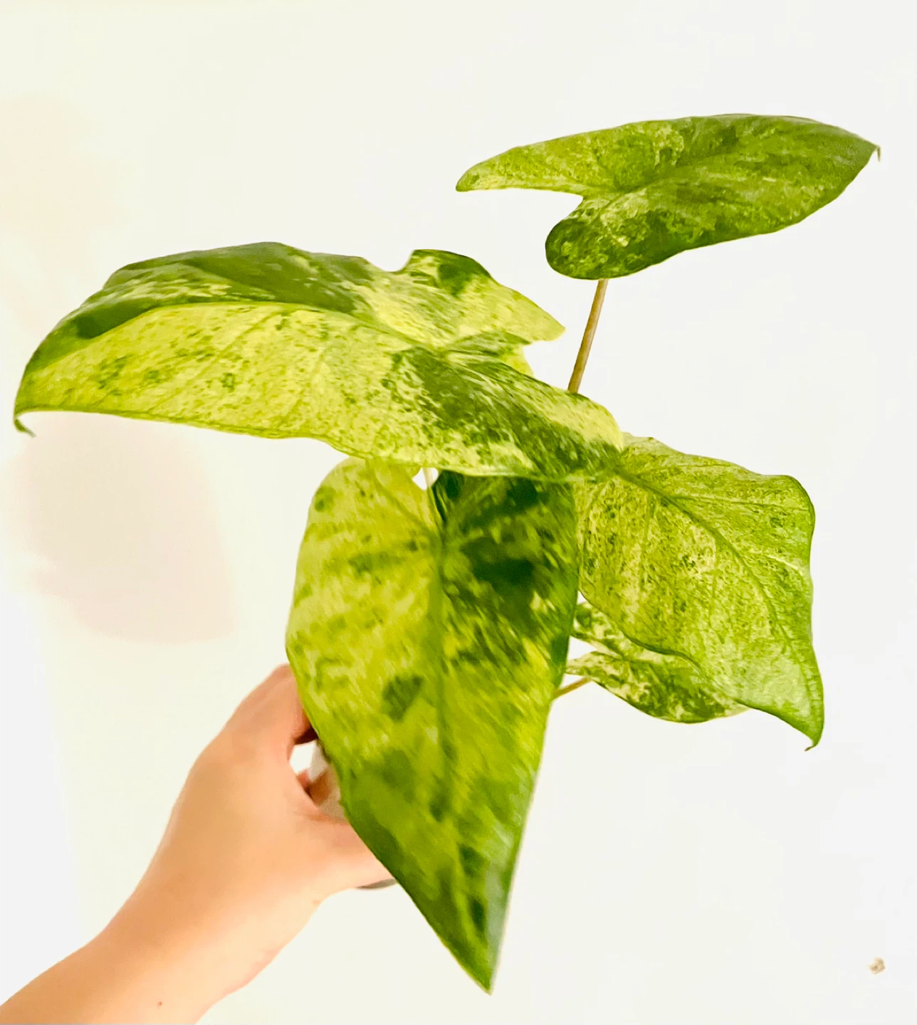 Alocasia Odora Variegata (Okinawa Silver) - Established LECA