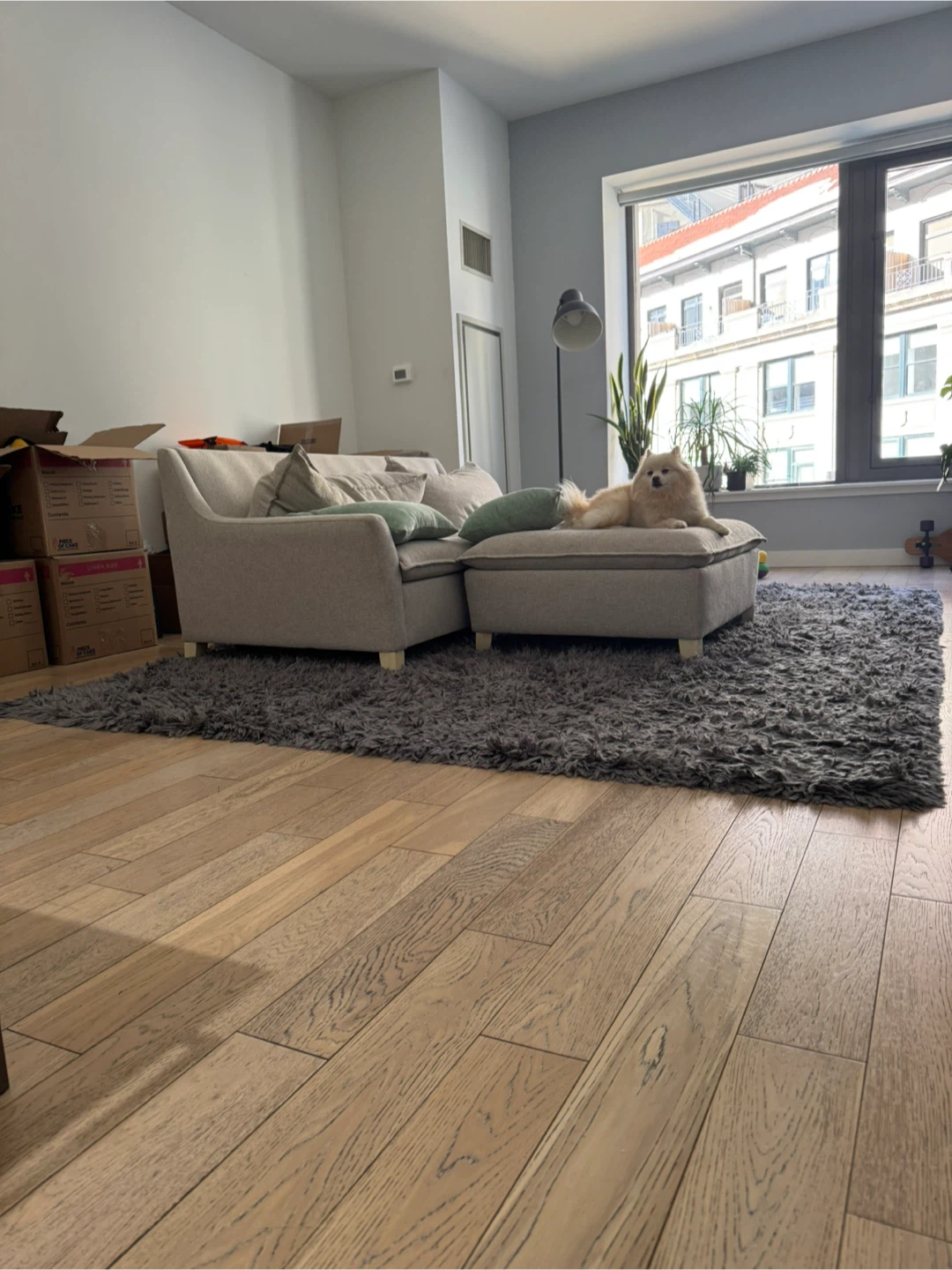 West Elm Cozy Plush Shag Rug - Gray (8' x 10')