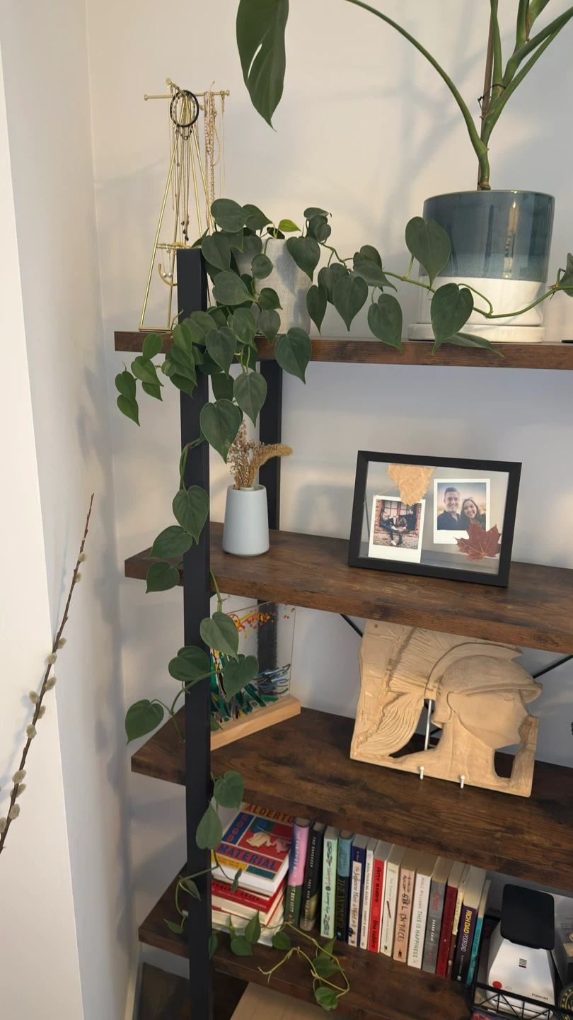 Rubber Plant, 65 Inches Tall. Very Healthy - photo 5