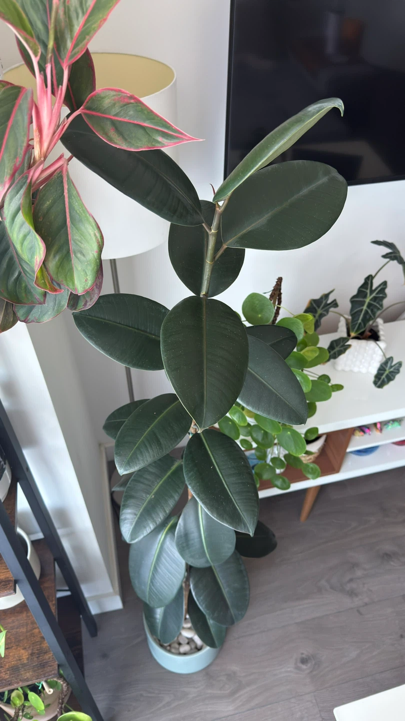 Rubber Plant, 65 Inches Tall. Very Healthy - photo 3