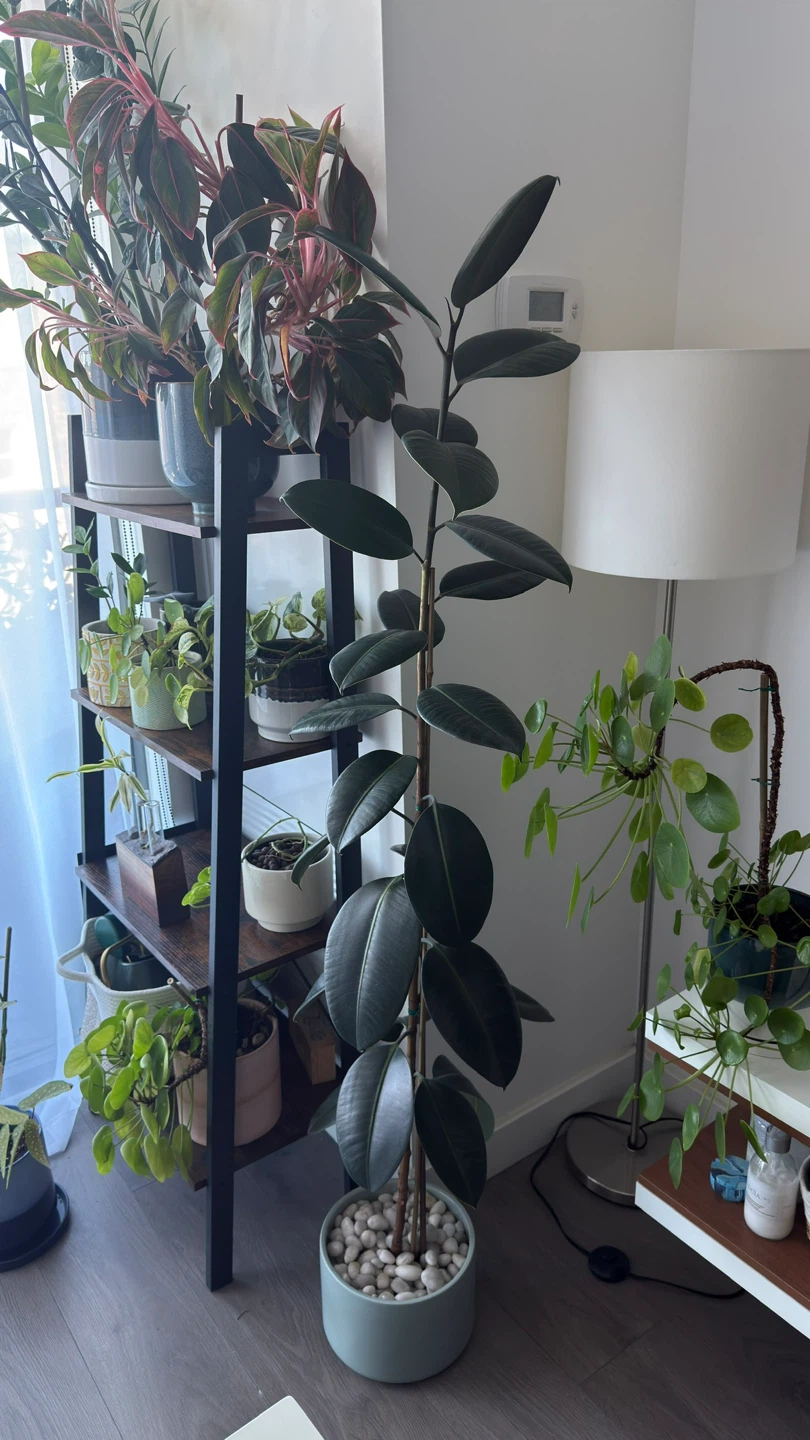 Rubber Plant, 65 Inches Tall. Very Healthy