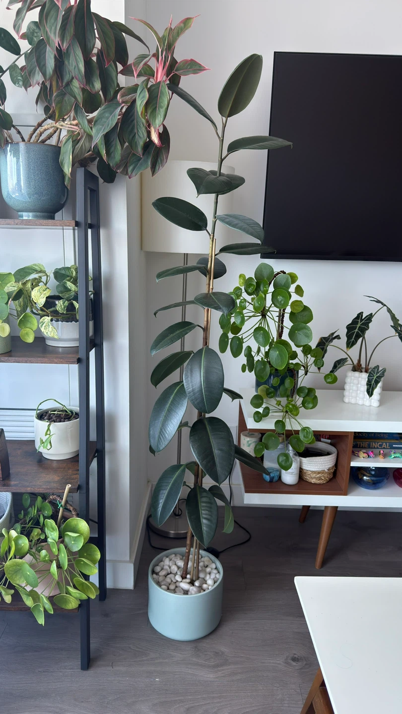 Rubber Plant, 65 Inches Tall. Very Healthy - photo 2