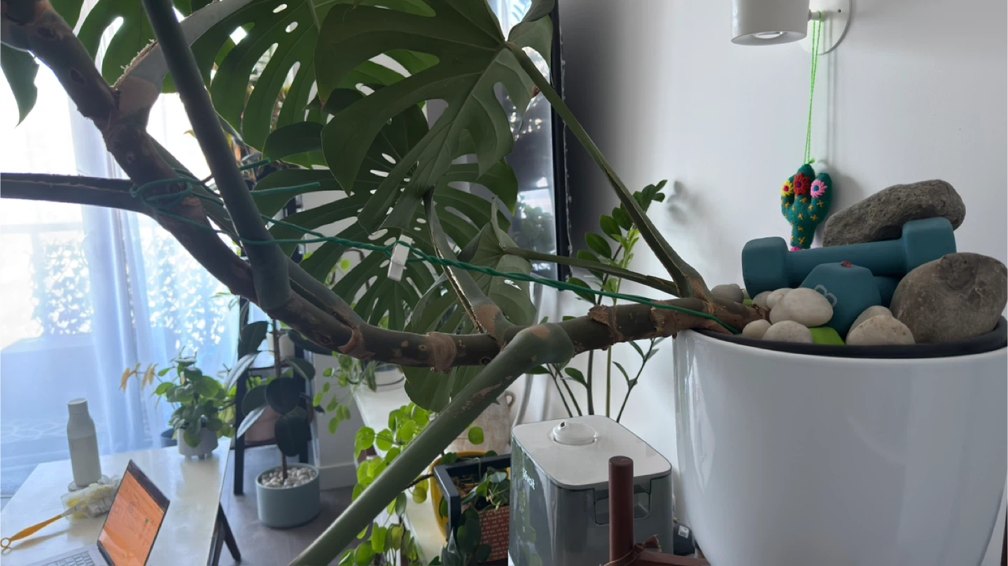 Large Monstera Plant. Very Healthy - photo 3