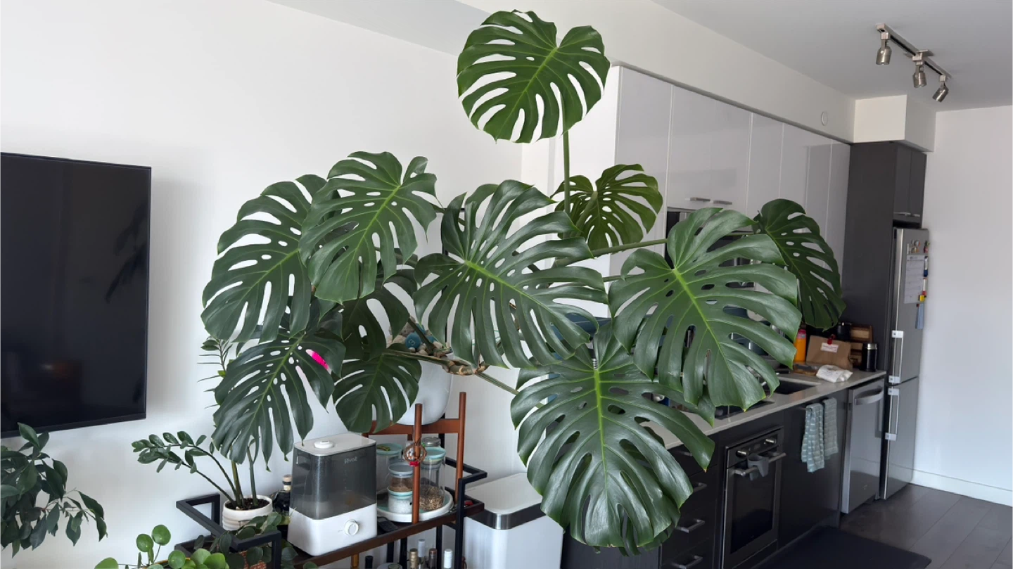 Large Monstera Plant. Very Healthy