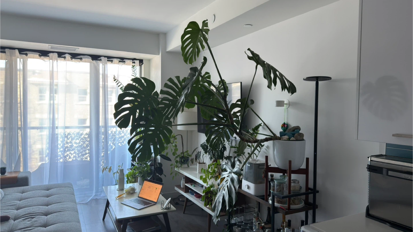 Large Monstera Plant. Very Healthy - photo 2