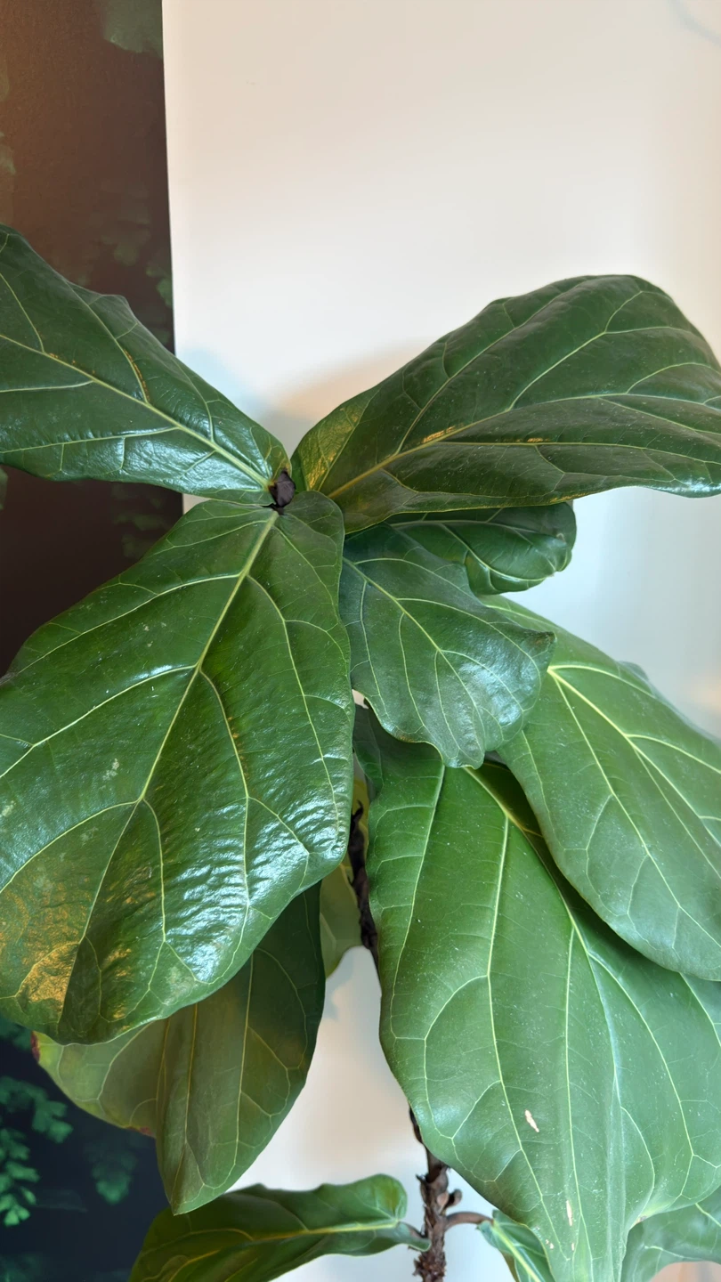 Fiddle Leaf Fig, 80 Inches Tall - photo 2