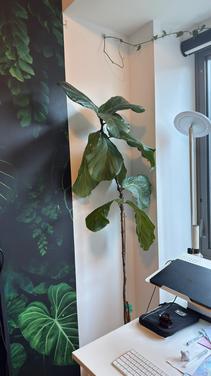 Fiddle Leaf Fig, 80 Inches Tall