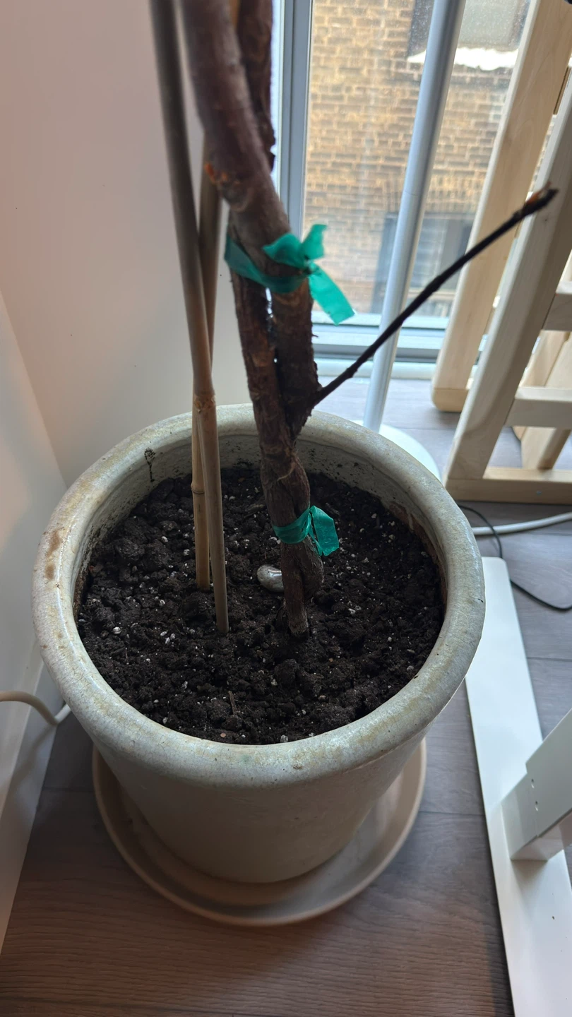 Fiddle Leaf Fig, 80 Inches Tall - photo 3