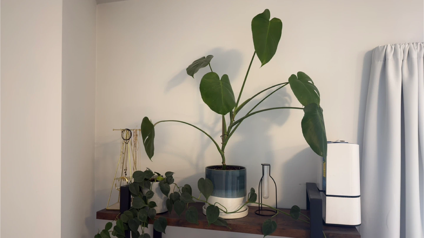 Variegated Rubber Plant, 48 Inches Tall - photo 4