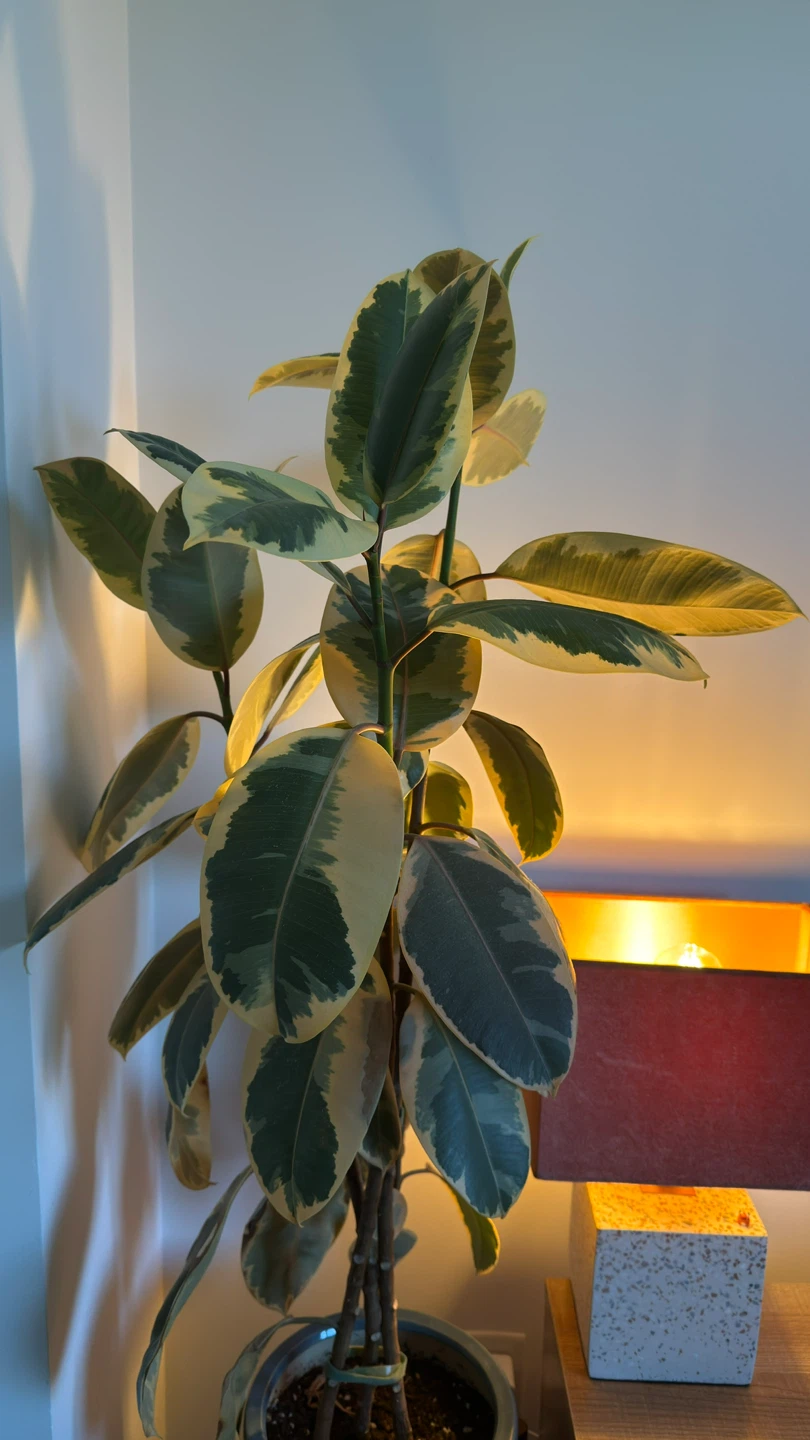 Variegated Rubber Plant, 48 Inches Tall - photo 3
