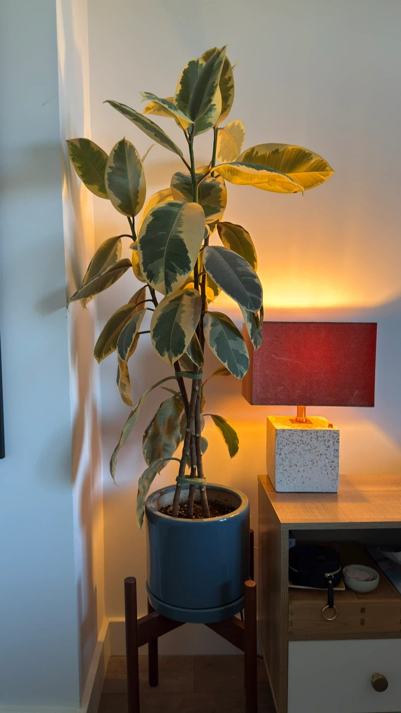 Variegated Rubber Plant, 48 Inches Tall - photo 2