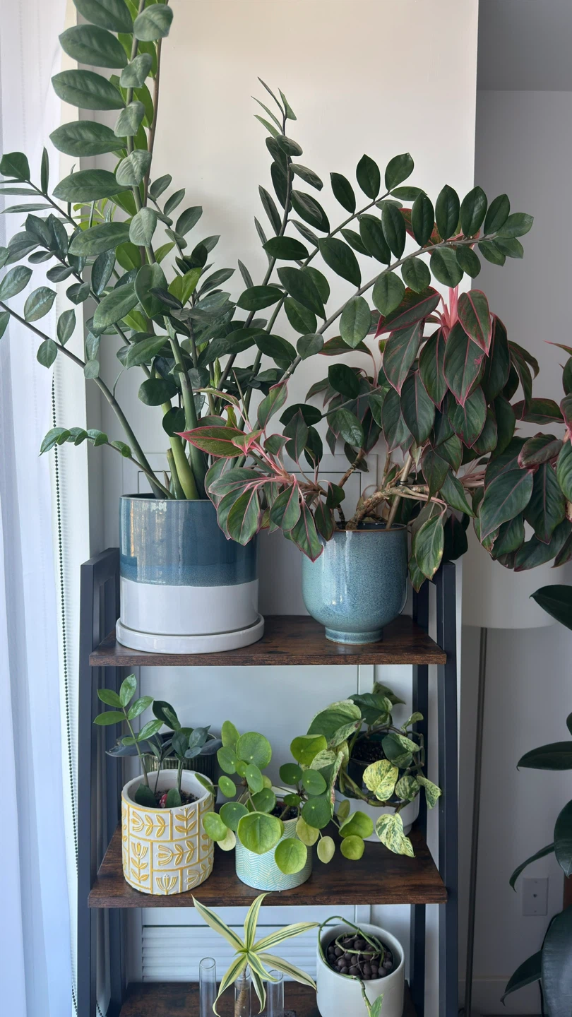 Variegated Rubber Plant, 48 Inches Tall - photo 5