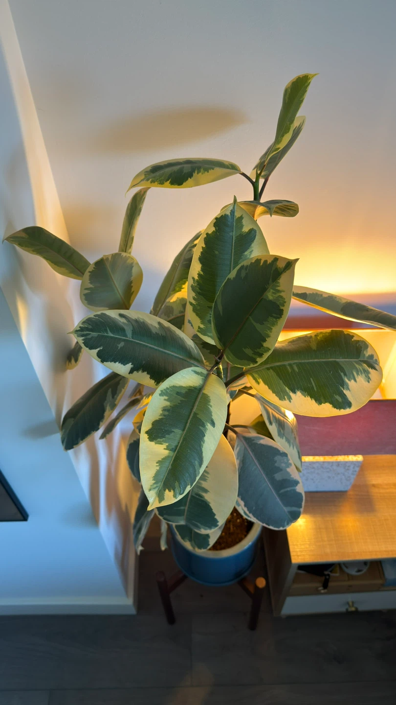 Variegated Rubber Plant, 48 Inches Tall