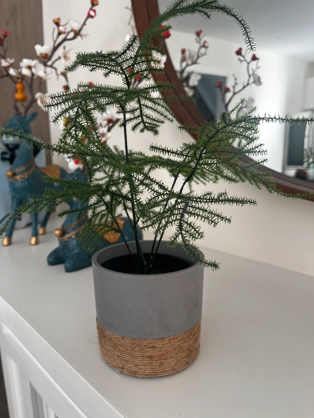 Asparagus Fern Plant in Grey Pot - photo 3