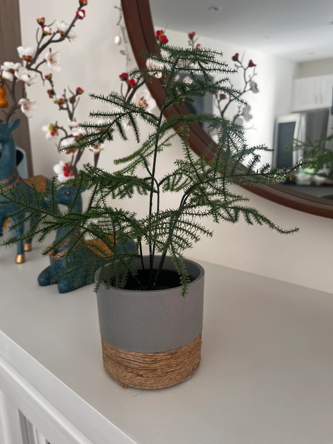 Asparagus Fern Plant in Grey Pot - photo 2