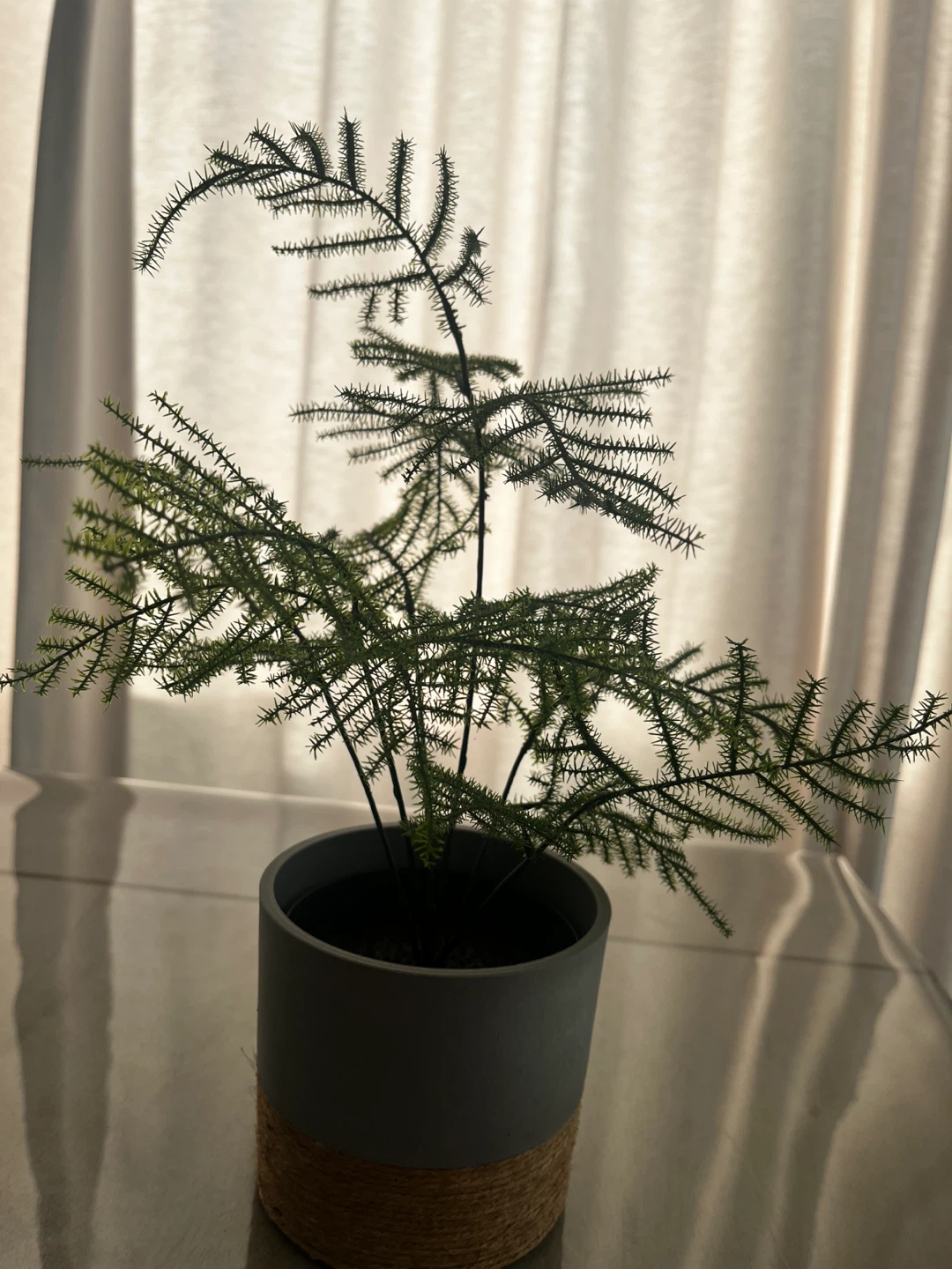 Asparagus Fern Plant in Grey Pot