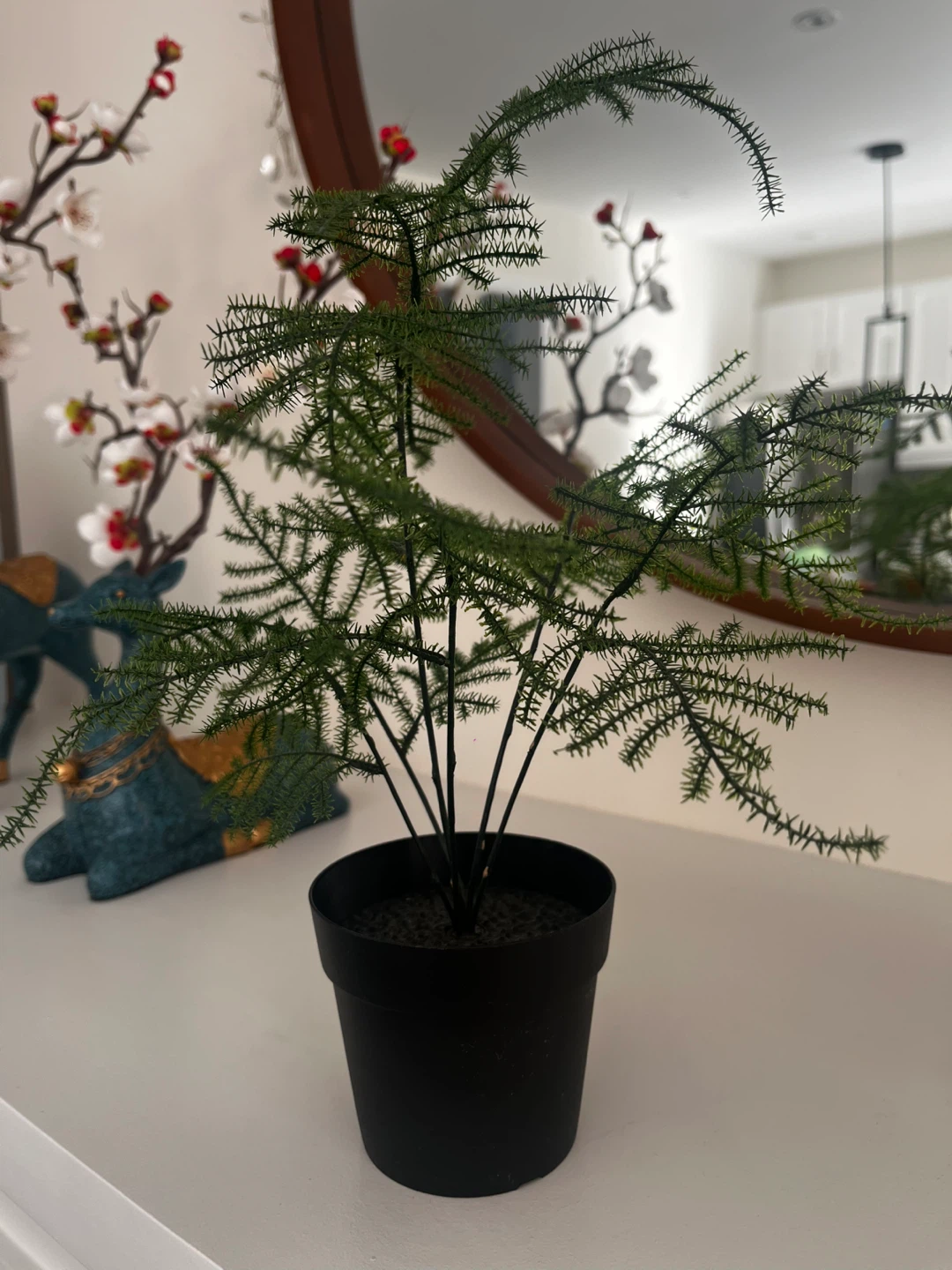 Asparagus Fern Plant in Grey Pot - photo 4