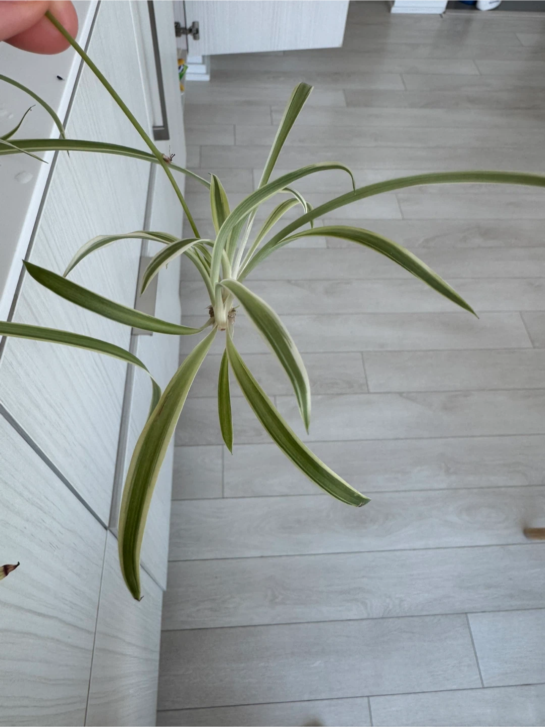 Free Spider Plant Baby – Looking for a New Home 🌿