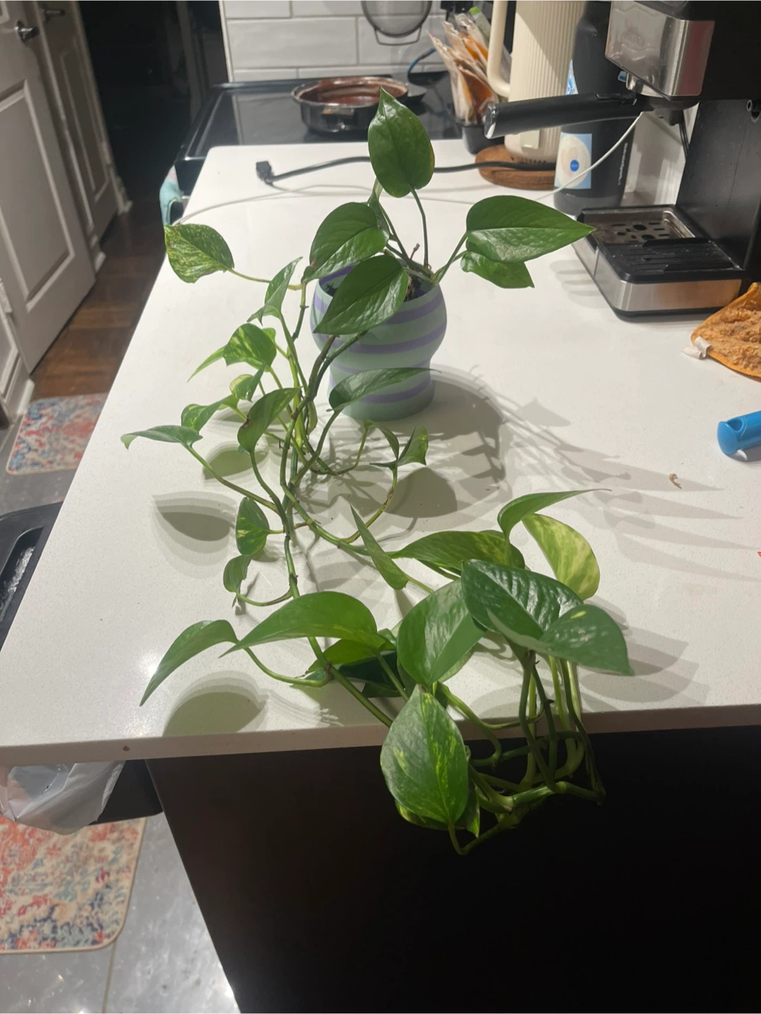 Pothos Plant in Striped Pot - photo 2