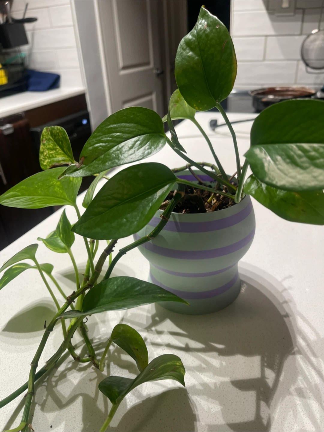 Pothos Plant in Striped Pot