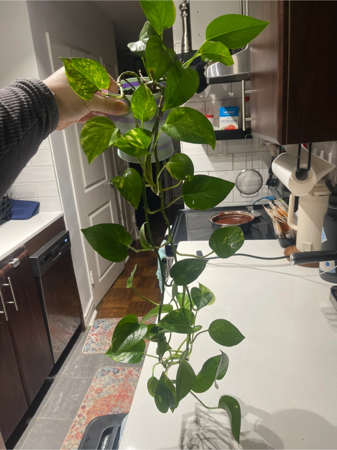 Pothos Plant in Striped Pot - photo 3