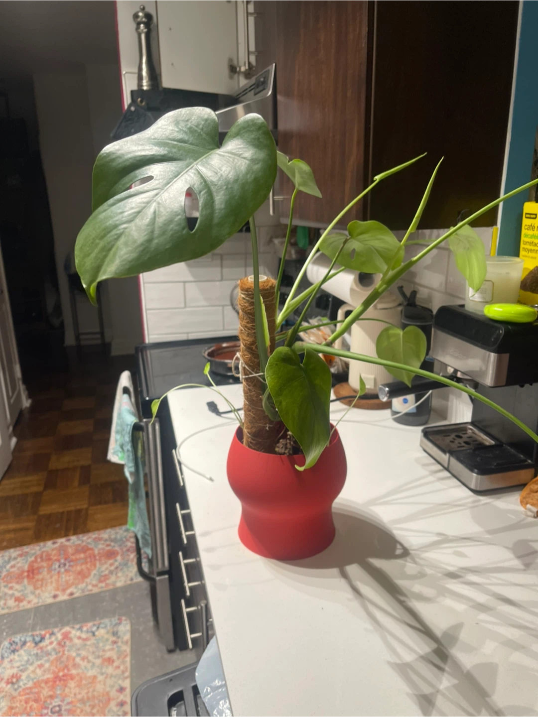 Monstera Plant in Red Pot - photo 3