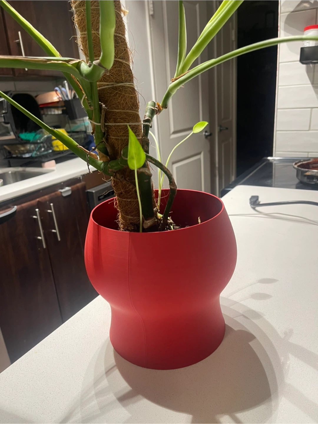 Monstera Plant in Red Pot - photo 2
