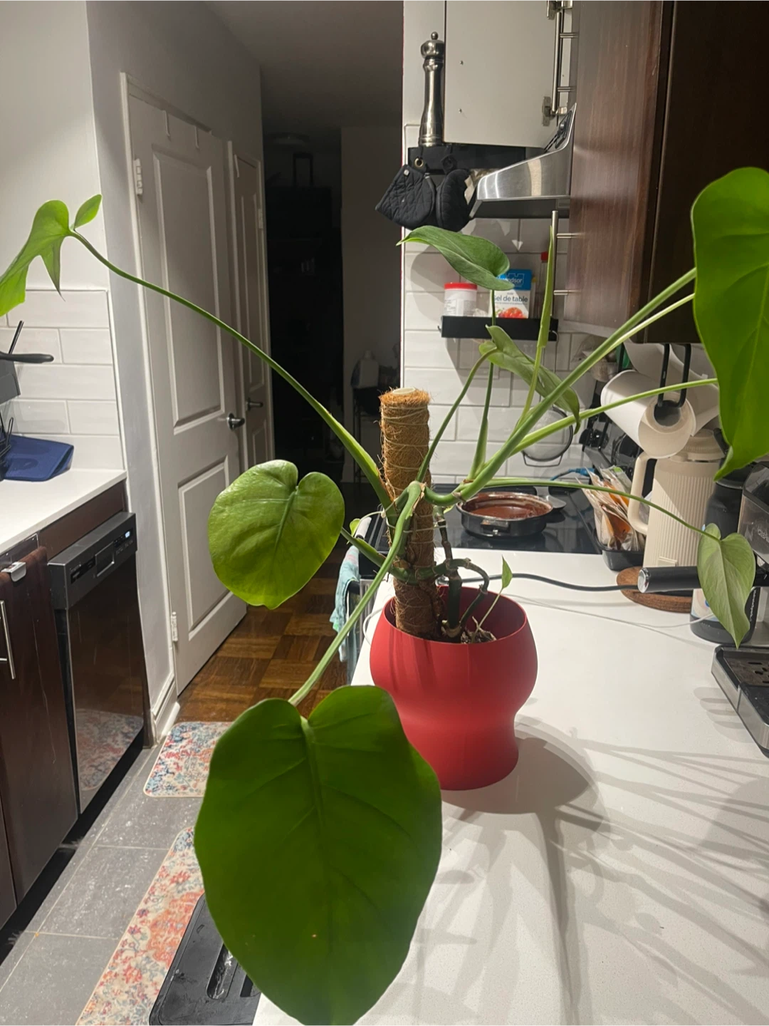 Monstera Plant in Red Pot
