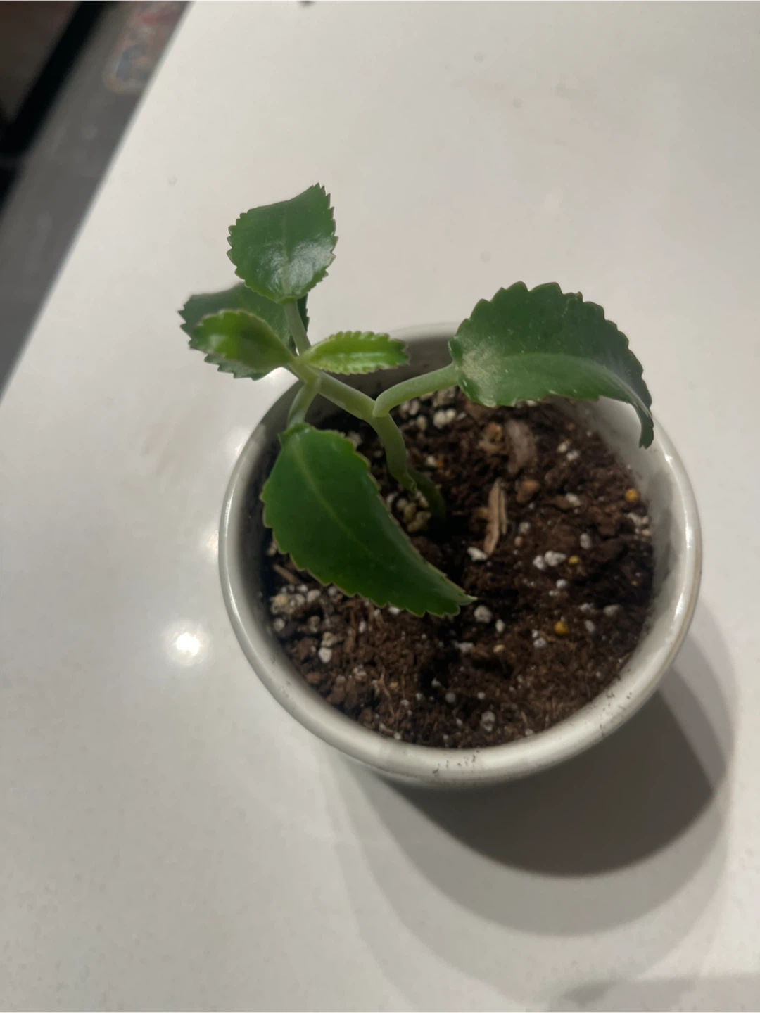 Small Potted Plant Mother of Thousands